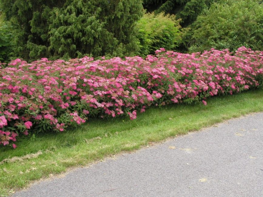 Spirea häck