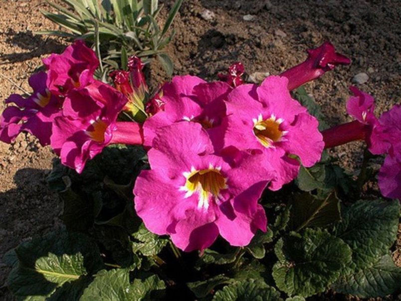 incarvillea myra