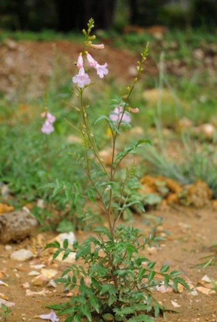 Incarvillea sinensis, оригинален изглед