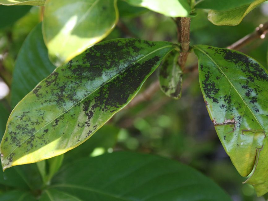 Fulles de gessamí danyades per pugons