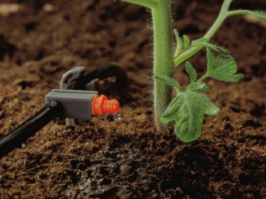 Riego por goteo de tomates.