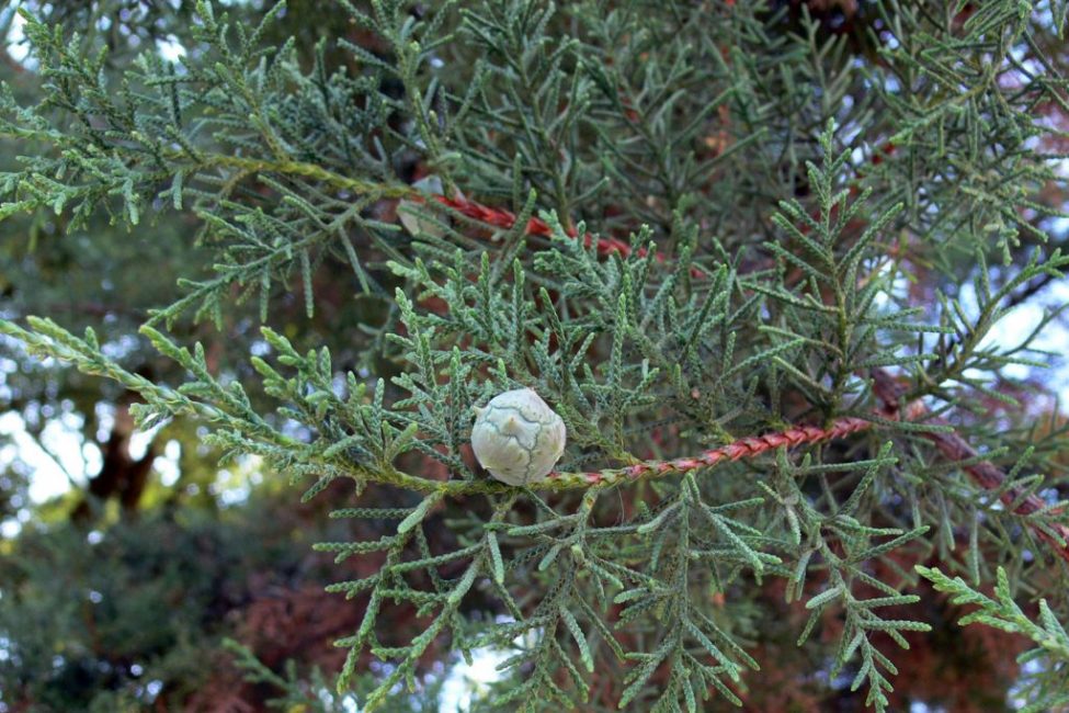 Lusitanilainen sypressi