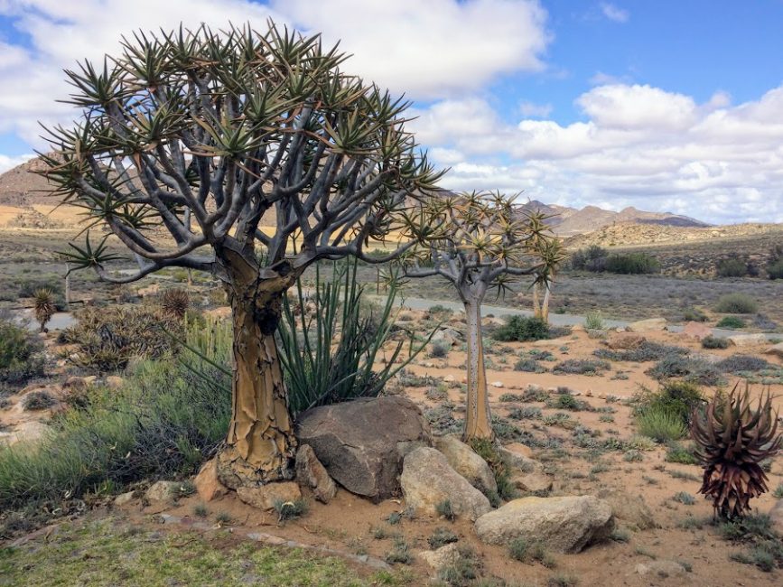 árbol carcaj