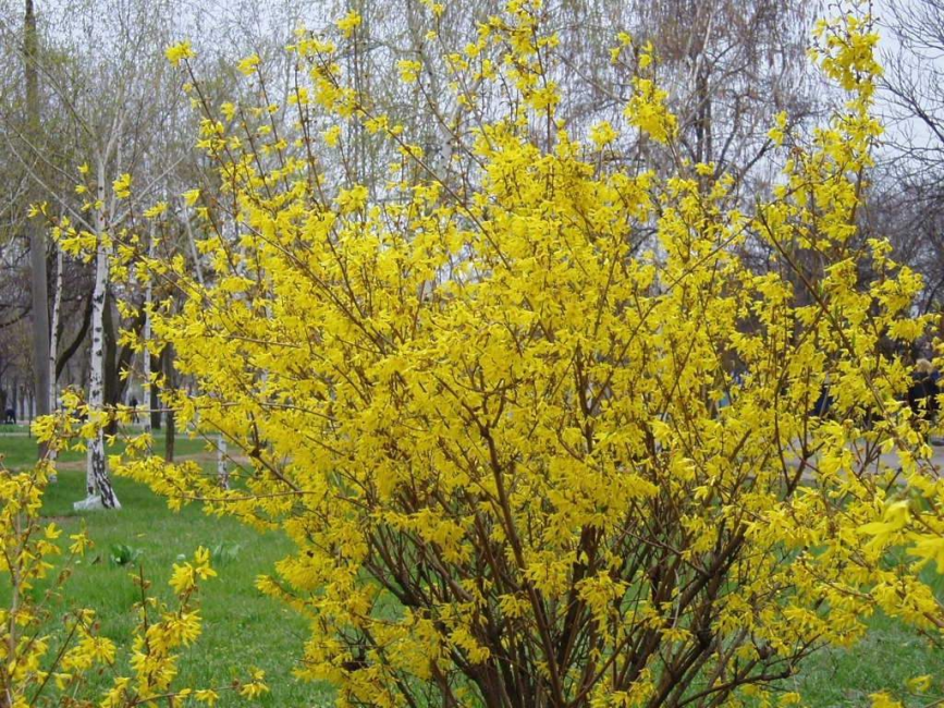 El cuidado integral es un arbusto de floración estable.