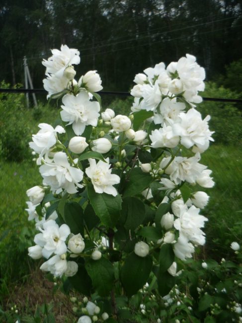 Komsomolets
