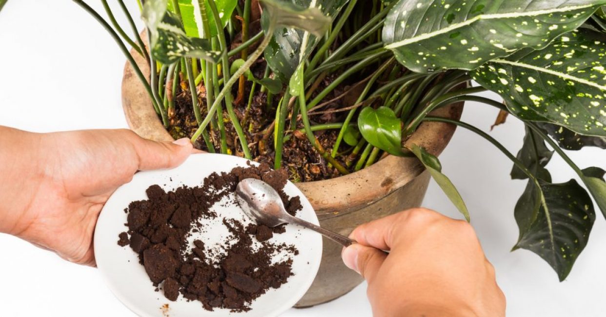 Cafè adormit com a fertilitzant