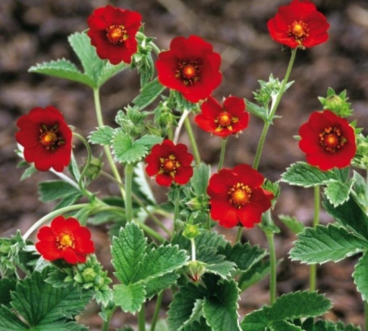 Cinquefoil rojo sangre