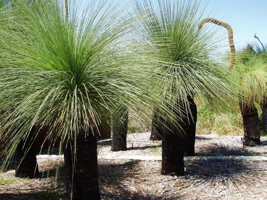 xantorrea