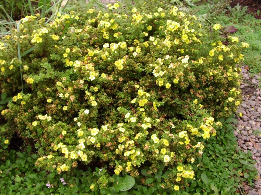 arbusto cinquefoil