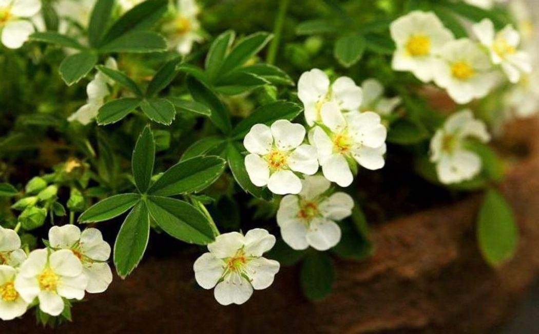 clausura potentilla