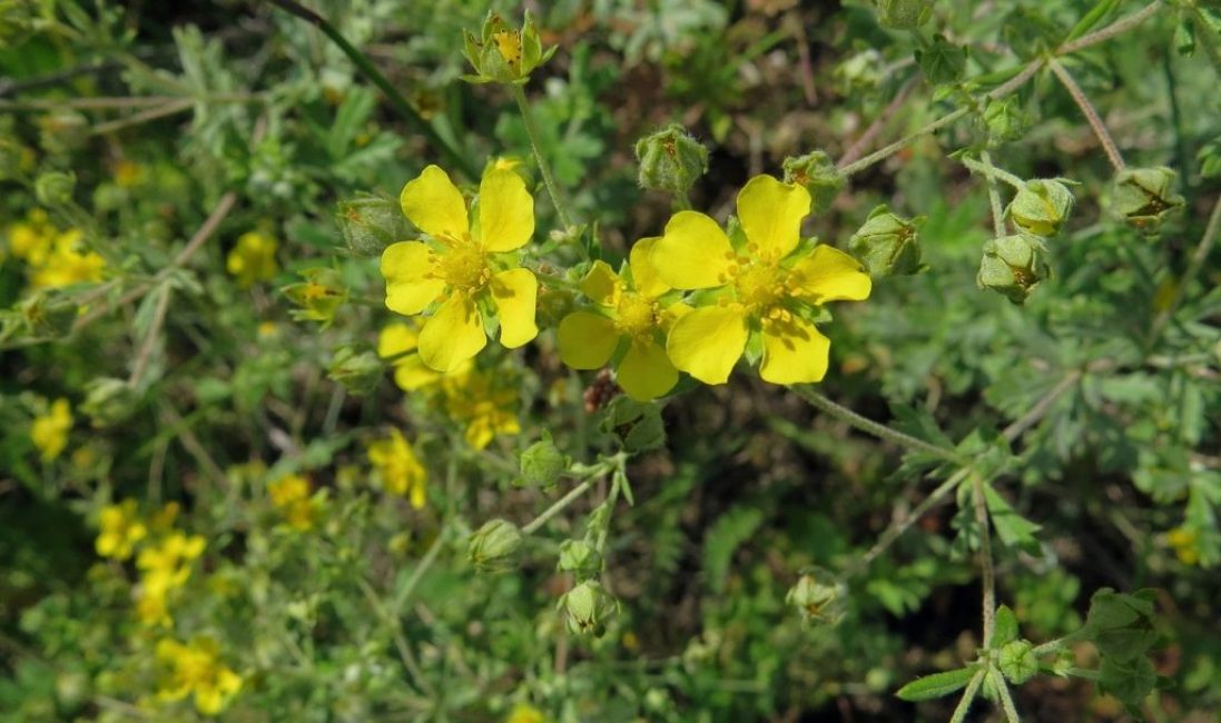 cinquefoil plateado
