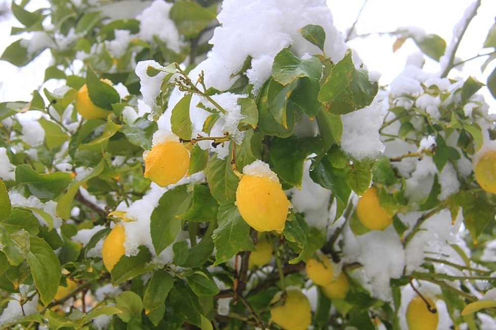 Limón
