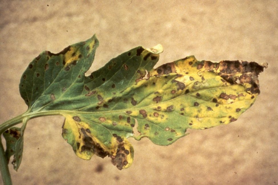 Fulla d'una planta d'interior afectada per la clorosi