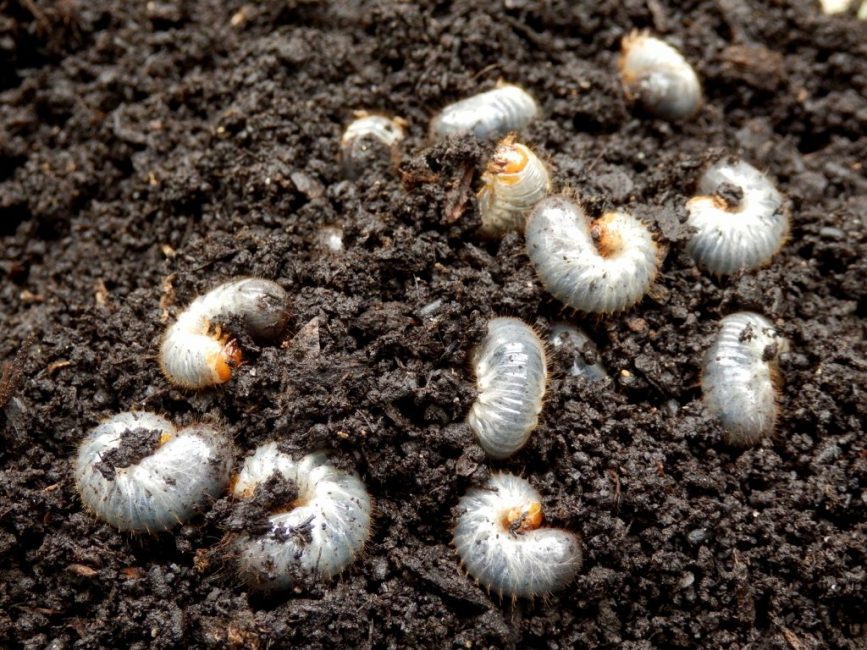 Las larvas de escarabajo de mayo se eliminan del suelo mientras se cava el suelo y se prepara para plantar deren.