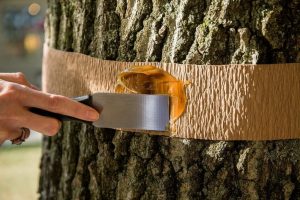 Cinturón de caza para árboles frutales de plagas de jardín: descripción, tipos de cinturones, fabricación de bricolaje (Foto y video) + Comentarios