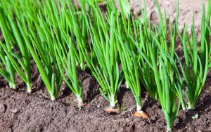 Ceba - una planta amb un gust picant: descripció, tipus, plantació de primavera a camp obert i cura (foto i vídeo) + ressenyes