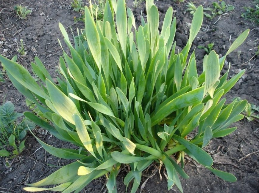 Sipulilima