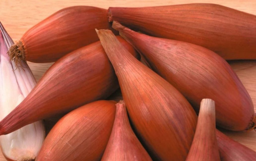 Salottisipuli