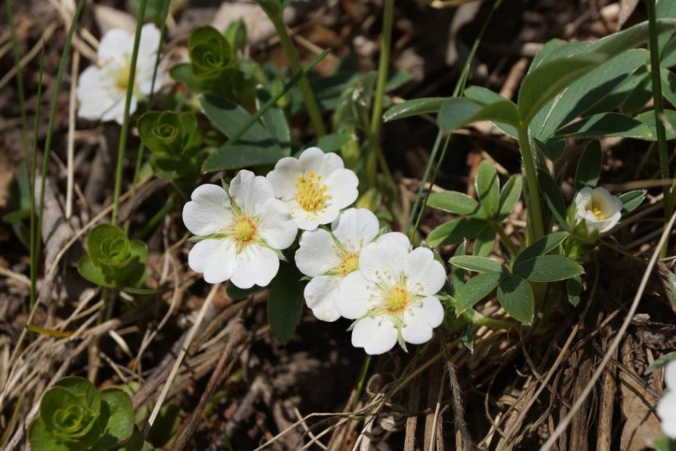 Cinquefoil en forma de puño