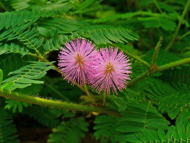 Mimosa tímida