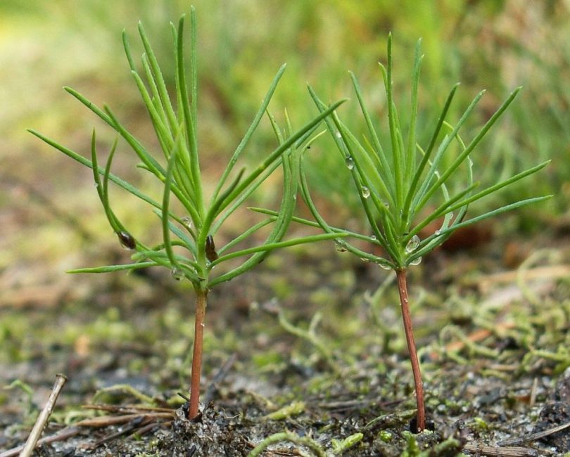 Nuoret männyn versot metsässä