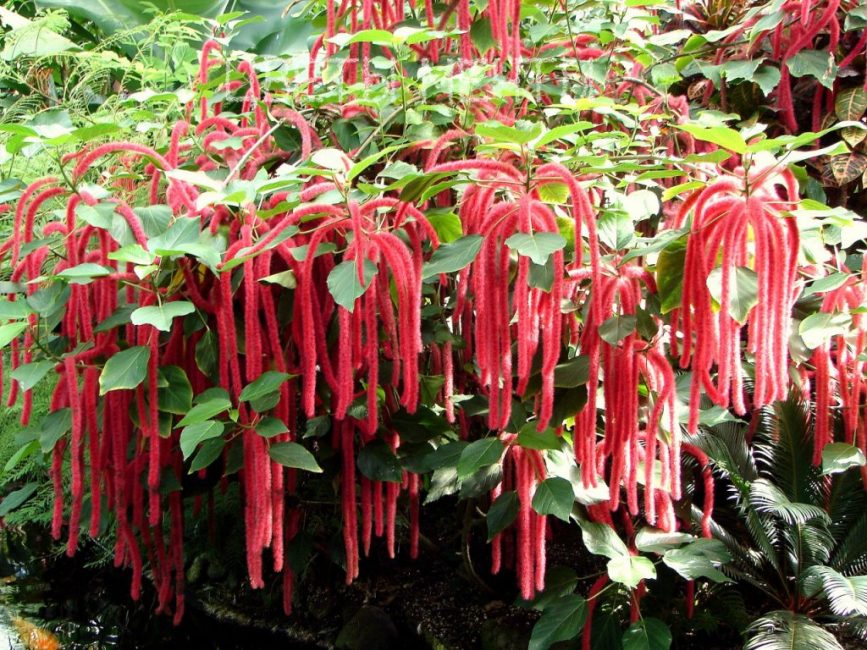 Euphorbia Akalifa
