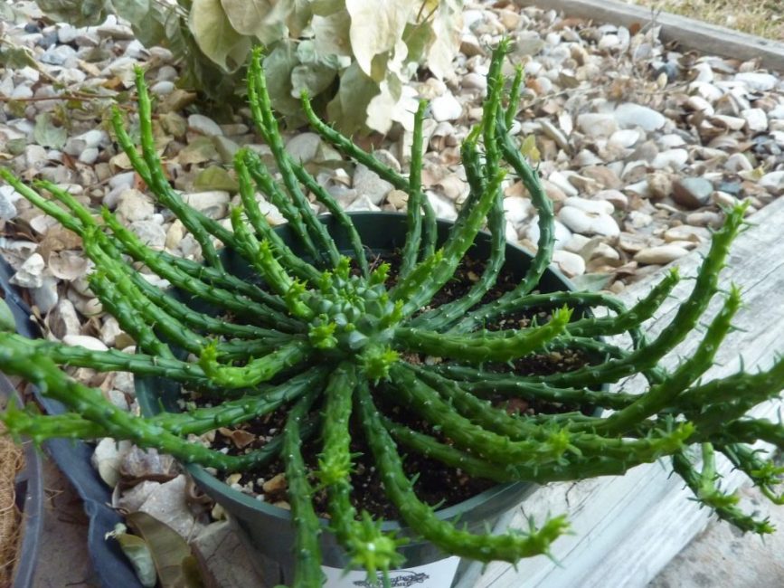 Cap d'Euphorbia Medusa