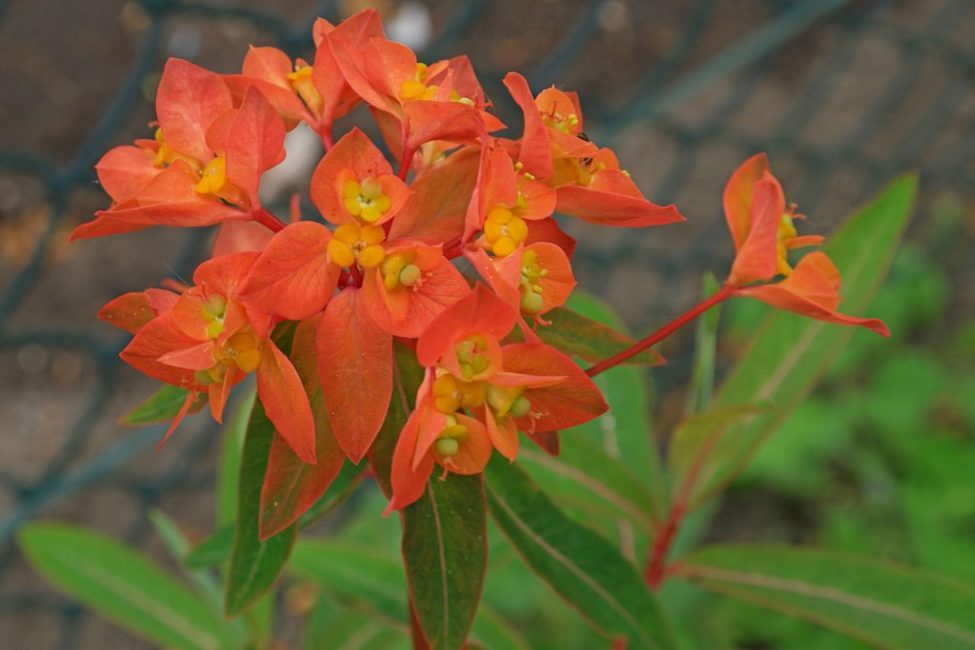 Euphorbia Griffith