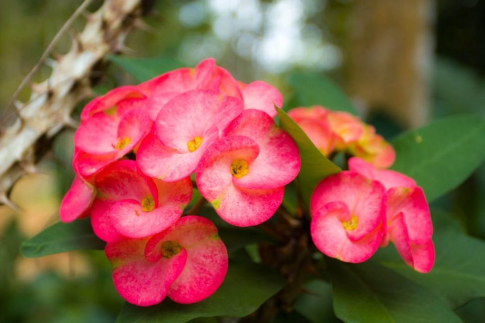 Euphorbia Mil