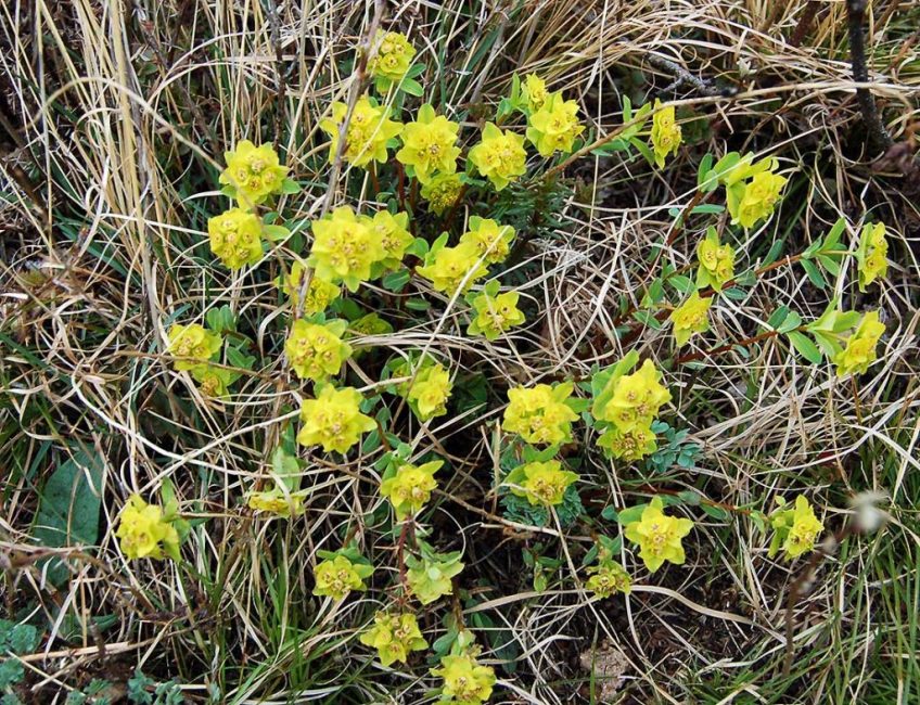 Euphorbia Altai