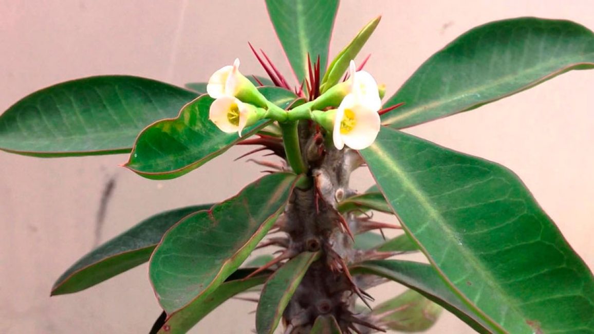 Eufòrbia costellada