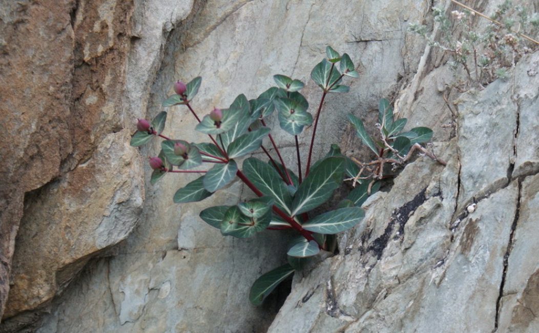 Eufòrbia rocosa