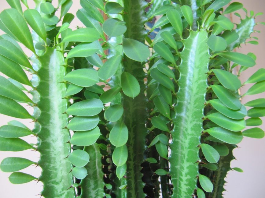 Eufòrbia triangular