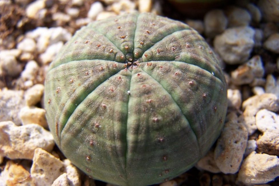 Eufòrbia obesa