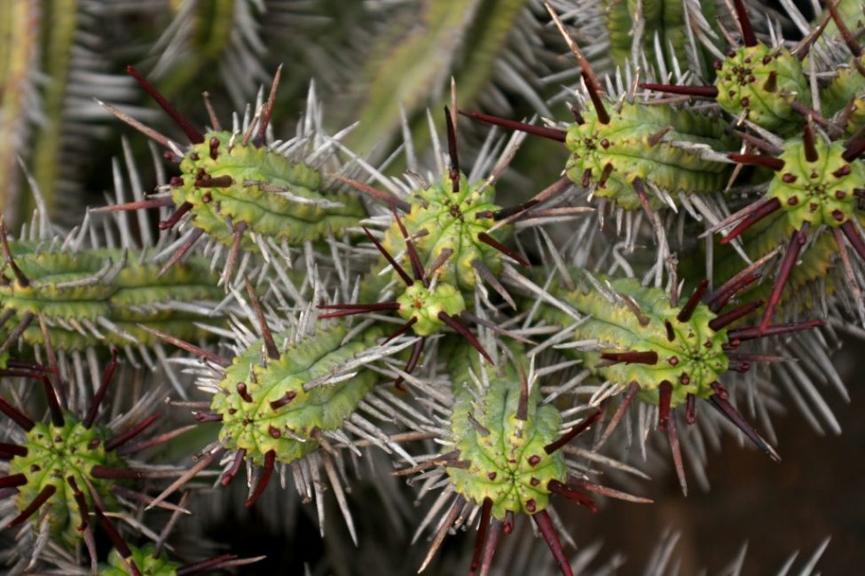 Euphorbia enopla