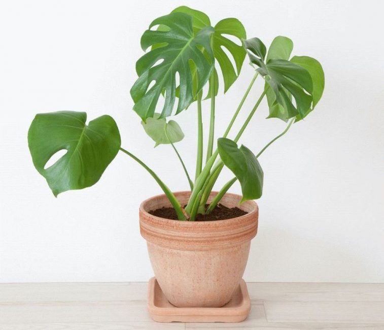 Bir tencerede Monstera