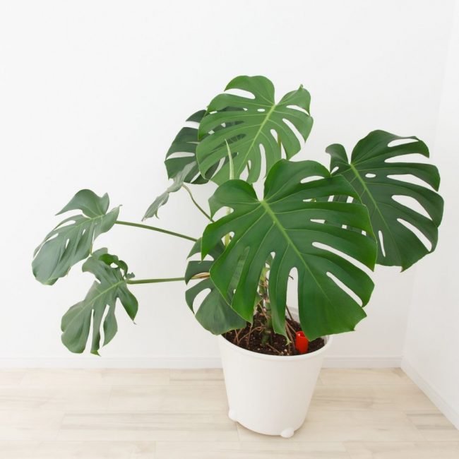 Monstera alışılmadık bir görünüme sahip