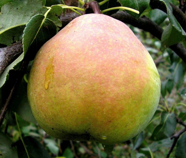 moskevský