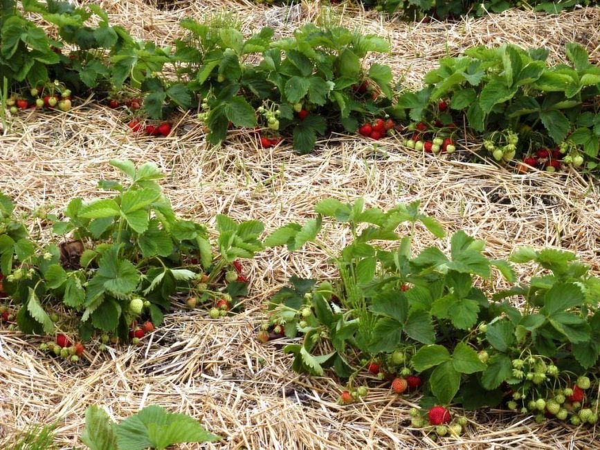 Mulching mansikoita