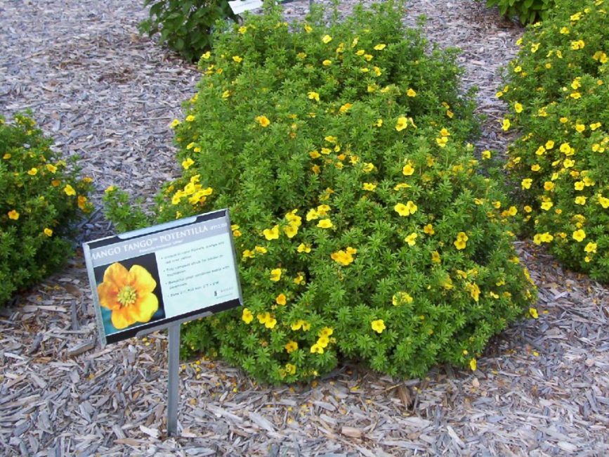 Suelo triturado alrededor de Potentilla