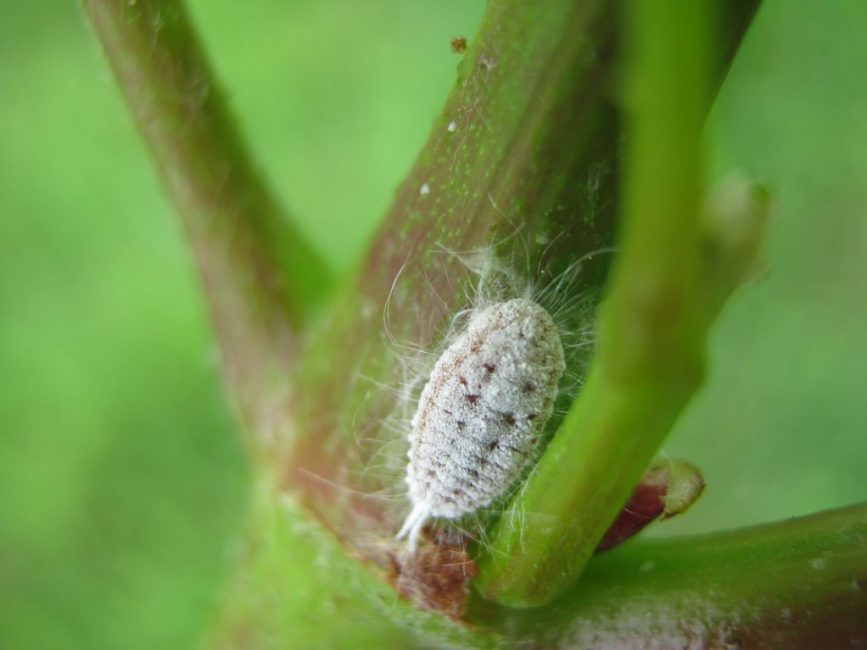 Mealybug