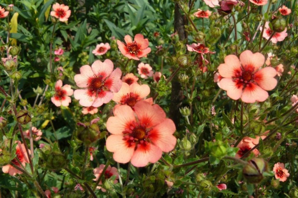 Cinquefoil nepalí