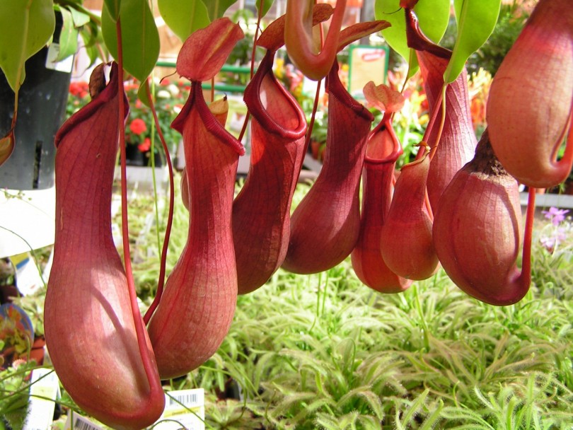 Nepenthes