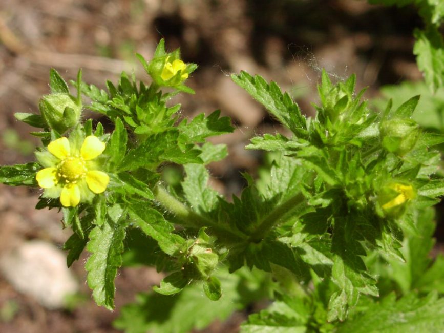 cinquefoil noruego