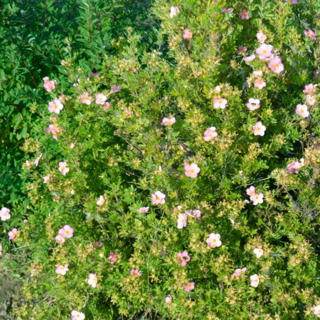 cinquefoil frondoso