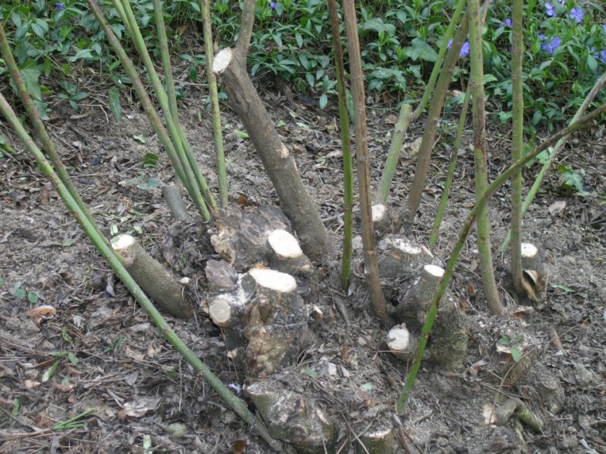Poda de gessamí a la primavera