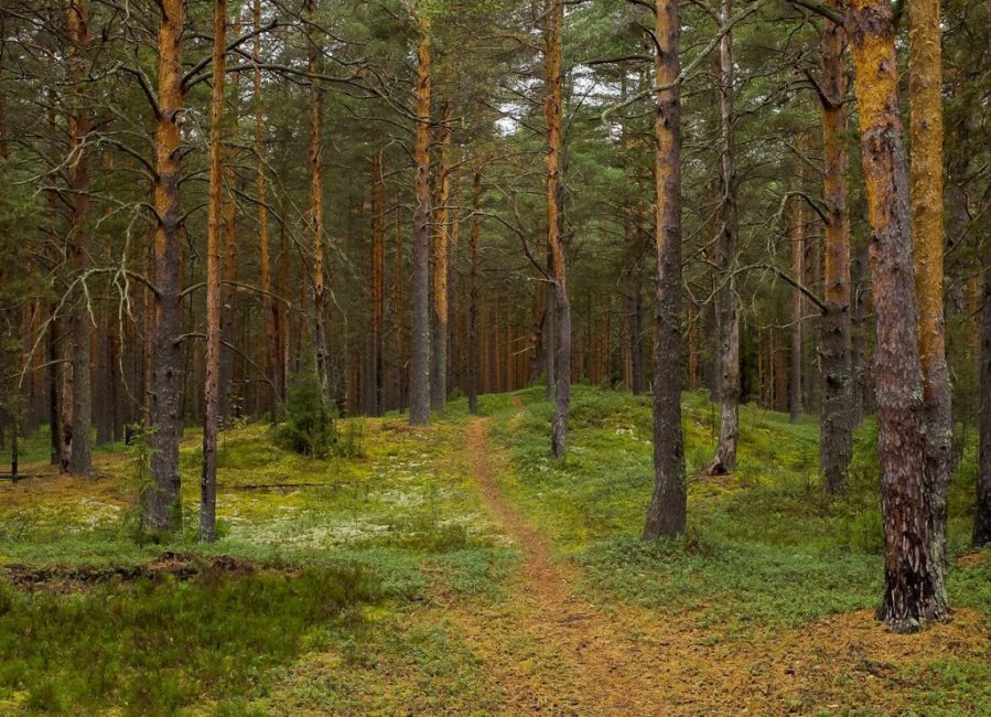 metsän reuna