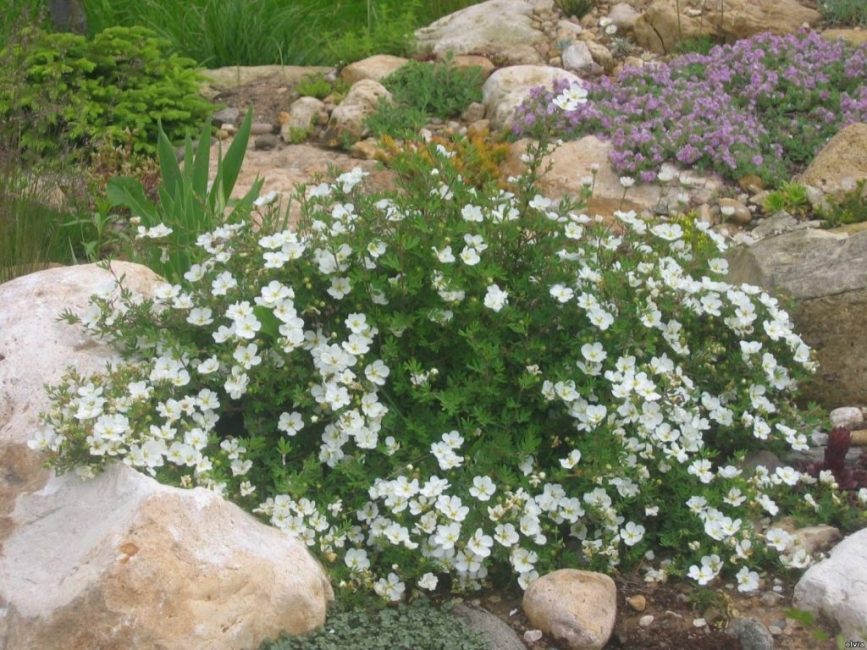 cinquefoil de dientes afilados