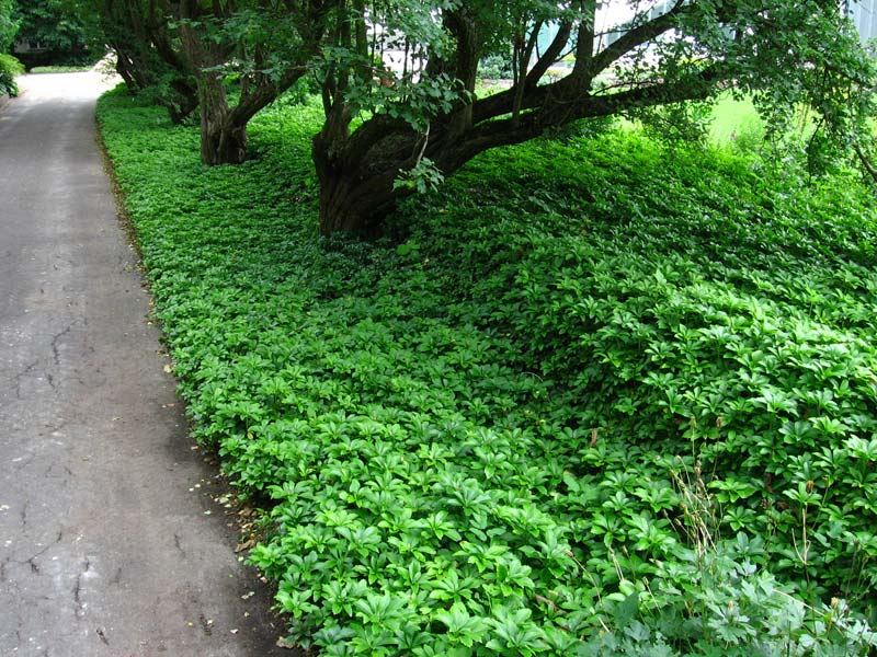 Pachysandra апикално се простира с килим под короните на дърветата
