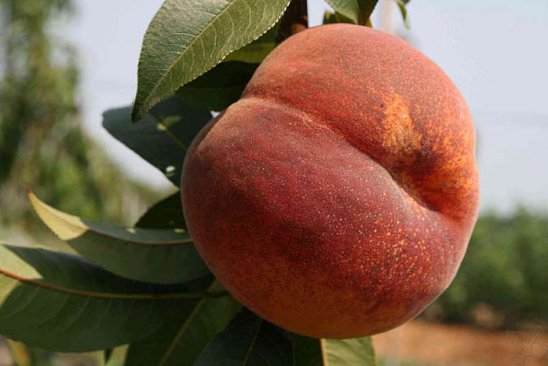 Peach Collins
